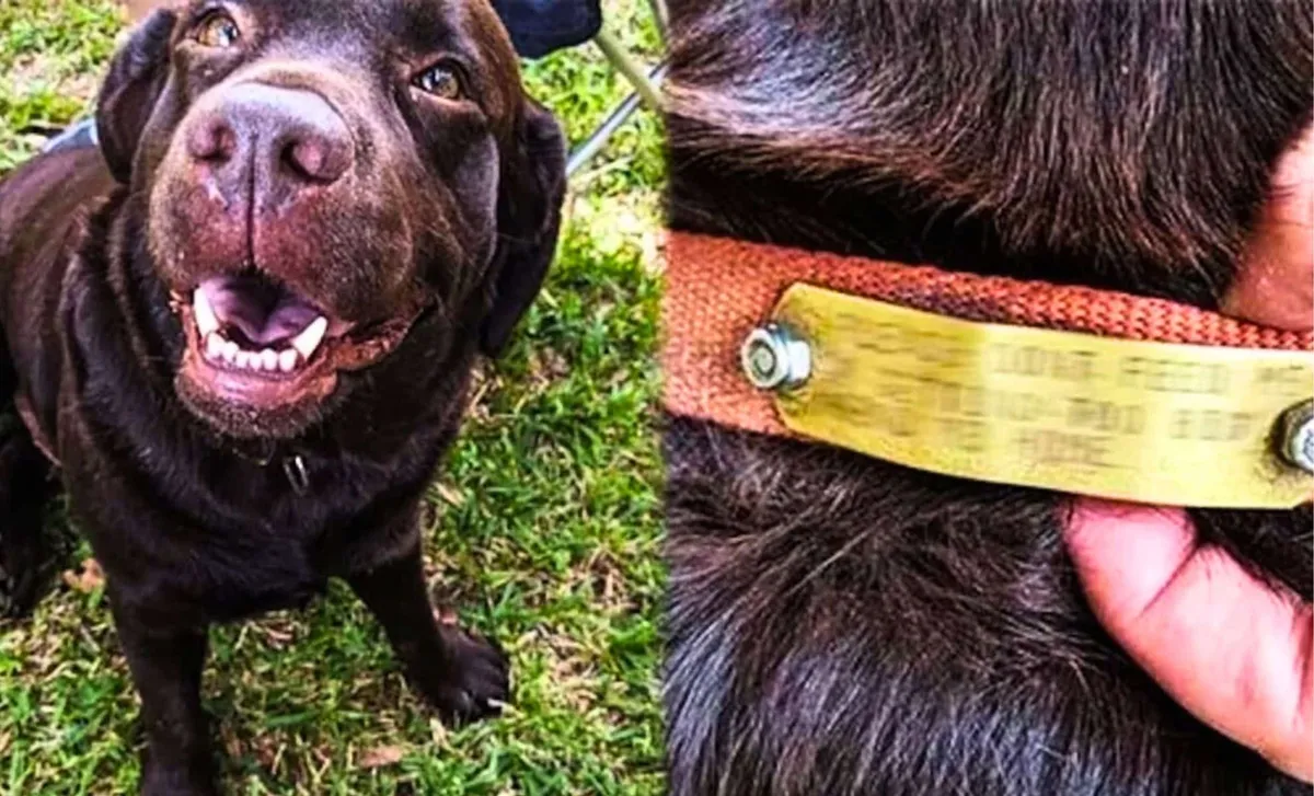 Återförening av en labrador: ett engagerat par hittar en herrelös hund i parken