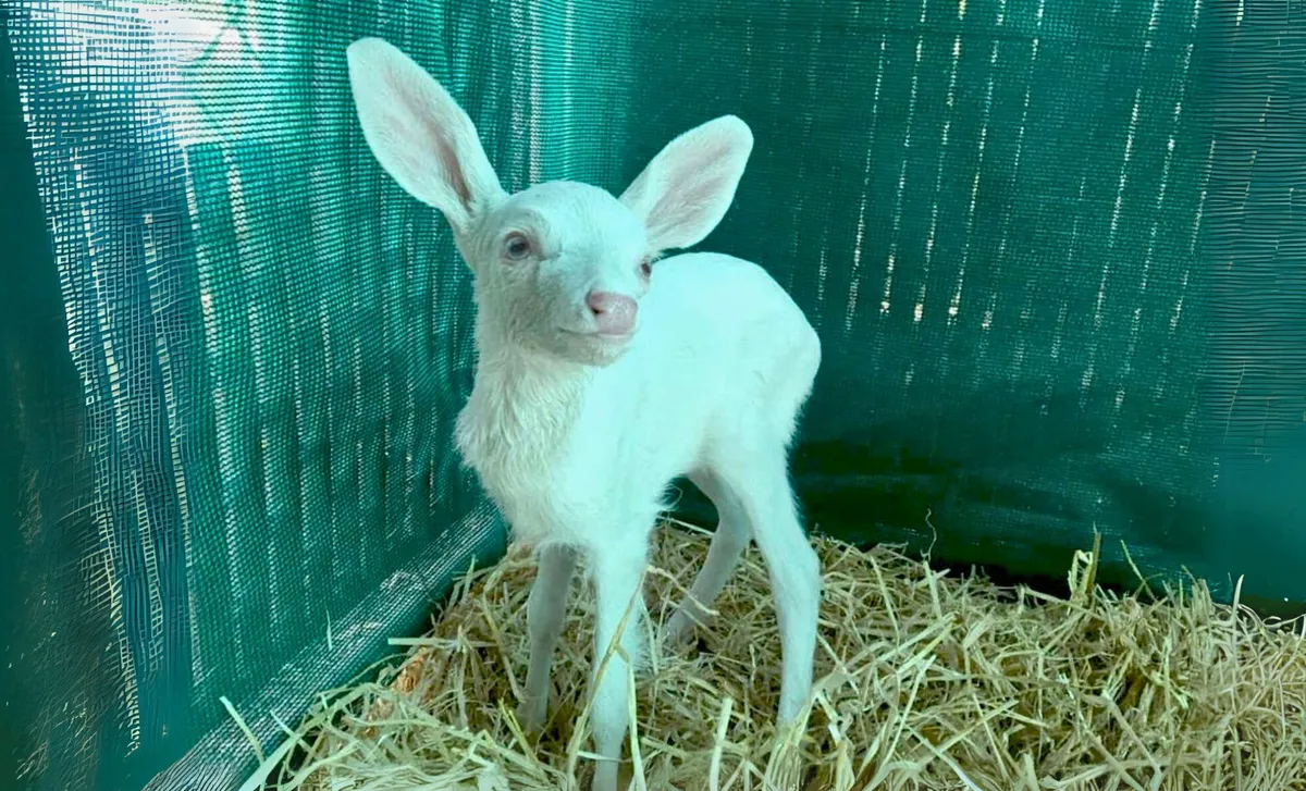 En vanlig bilresa som blev en ovanlig räddning