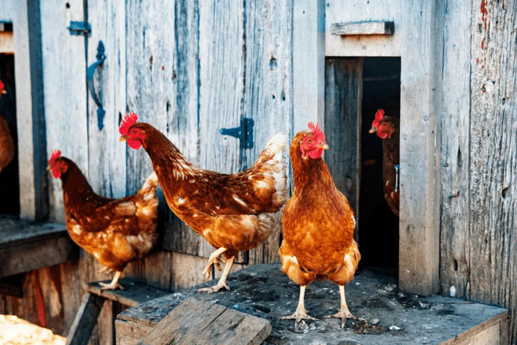 Förbered hönsen inför höst- och vintermånaderna