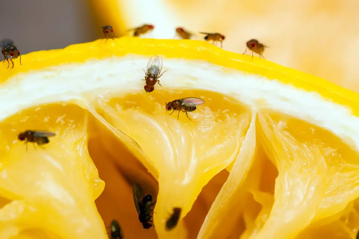 Lagerblad — ett naturligt sätt att hålla insekter borta