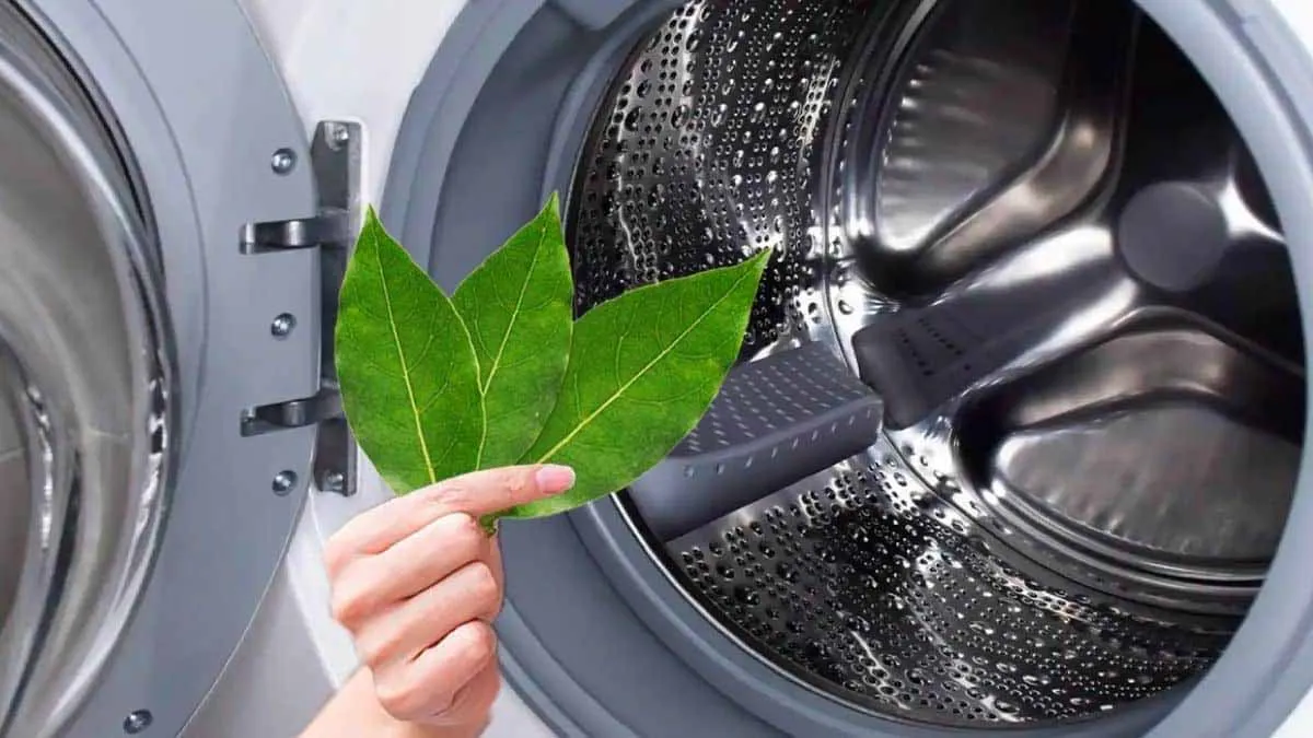 Lagerblad i tvättmaskinen: ett enkelt knep för fräschare tvätt